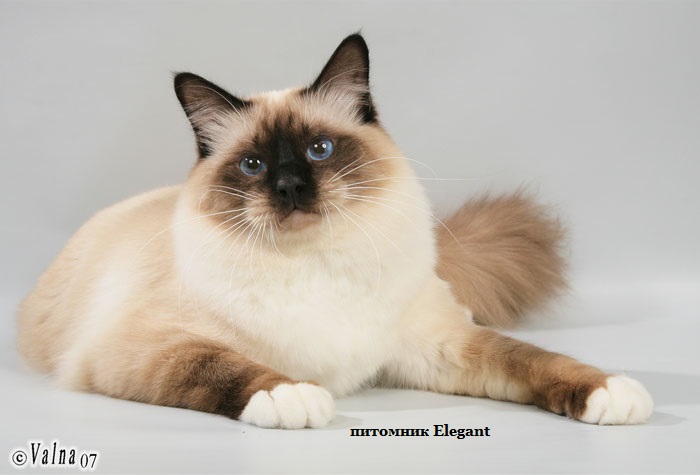 Священная бирма порода кошек — clubloy.ru