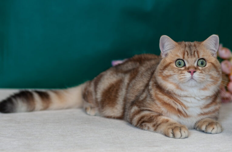 Британская короткошерстная порода кошек