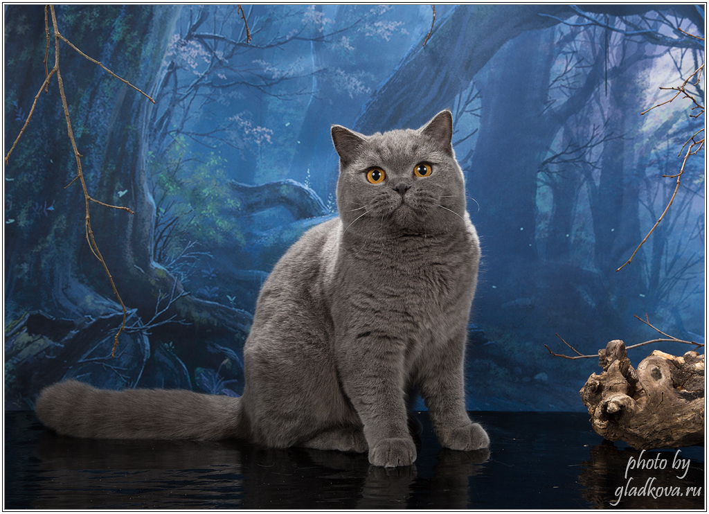 Британская прямоухая короткошерстная голубая. Русская голубая короткошерстная кошка. Британская прямоухая голубая кошка. Коты голубого окраса. Коты голубого окраса.