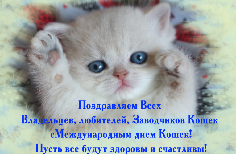 С Днем кошек!